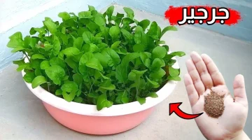  ازرعه واكسب فلوس كثير..!! طريقة زراعة الجرجير في المنزل بتكاليف قليلة بيعالج امراض كثيرة.. هتندم انك ما كنتش تعرف..!!