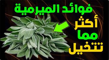 فوائد الميرمية: هل تعلم ماذا يحصل في جسمك لو داومت على شرب منقوع الميرمية!!