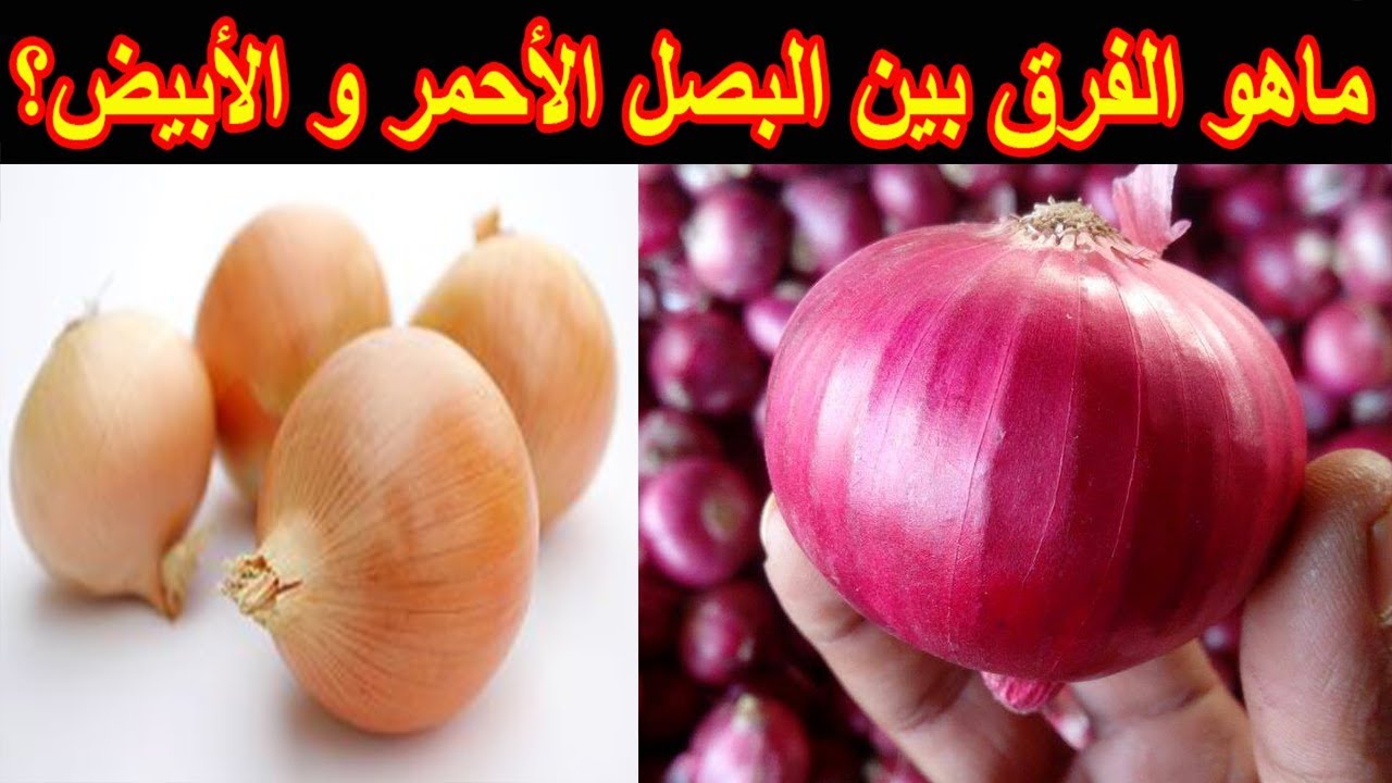 لو محتارة تستخدمي أنهي.. اعرفي الفرق بين البصل الأبيض والأحمر فى الطعم والاستخدام