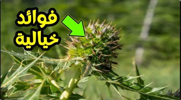 هذا النبات له فوائد خيالية اذا استطعت الحصول عليه فأنت تمتلك كنز صحي لا يقدر بثمن