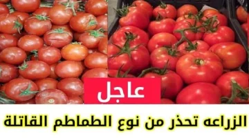 “خلي بالك”.. خراب بيوت مستعجل وسم قاتل..وزارة الصحة تحذر من شراء هذا النوع من الطماطم من السوق يسبب الوفاة!!