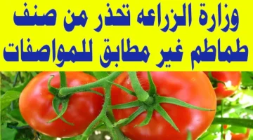 “فيها سم قاتل انتبه قبل فوات الآوان”.. وزاره الزراعة تحذر من شراء هذا النوع من الطماطم تسبب في وفاة عائلة كاملة!!