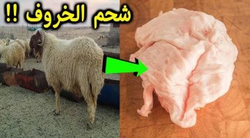 عشنا طول عمرنا محتارين ..  شاهد ماذا تفعل “ليّة الخروف” في جسمك!! .. وما هي الكمية المسموح بها؟؟