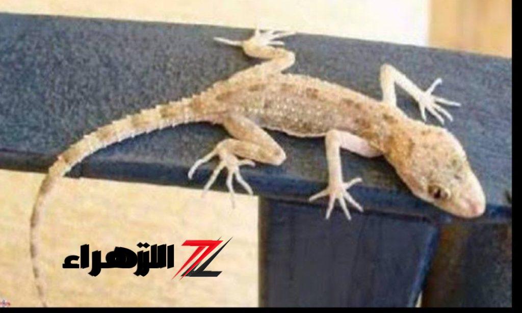 الفئران