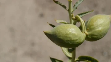 كنز موجود عند العطار لازالة شعر الوجه والجسم كله بدون الم وبلا عوده نهائيًا | ياريتني عرفتها من زمان