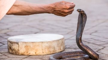 خلي بالك .. ماذا تفعل إذا هاجمك «ثعبان» سام وخطير؟؟ .. “جربت الحركة دي؟”