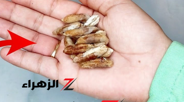 طلع كنز واحنا منعرفشي .. كنز لا يعرفه الكثيرون في نواة التمر سيغير حياتك أهم من البلح نفسه .. ندمت إني كنت برميه