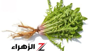 معجزة محدش يتوقعها !! عشبة الزاز سر جمال الشعر والصحة ! هتنبهر !