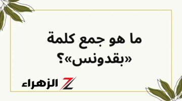 «لغز حير العقول».. هل تعرف جمع كلمة بقدونس في اللغة العربية.. أثارت جدل الطلاب!!