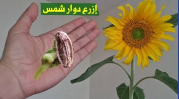 “فلاح كبير في السن قالى السر”.. طريقة زراعة عباد الشمس في المنزل للزينة والاستمتاع بالمظهر والرائحة الخلابة .. الناس كلها هتجنن من جمال بلكونتك!!