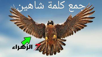 “سؤال جنن ملايين الطلاب” .. دكتور جامعي يجيب عن جمع كلمة “شاهين” في اللغة العربية التي عجز عن حلها خبراء اللغة ذات نفسهم .. العباقرة معرفوش حلها !!!