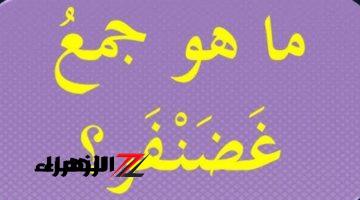 اللي حلوها يتعدوا ع الأصابع … ماهو جمع كلمة “غضنفر” في معاجم اللغة العربية التي سقطت آلاف الطلاب؟؟ تبقي عبقري لو عرفت تحلها .. هتتفاجئ إن ليها جمع!!!