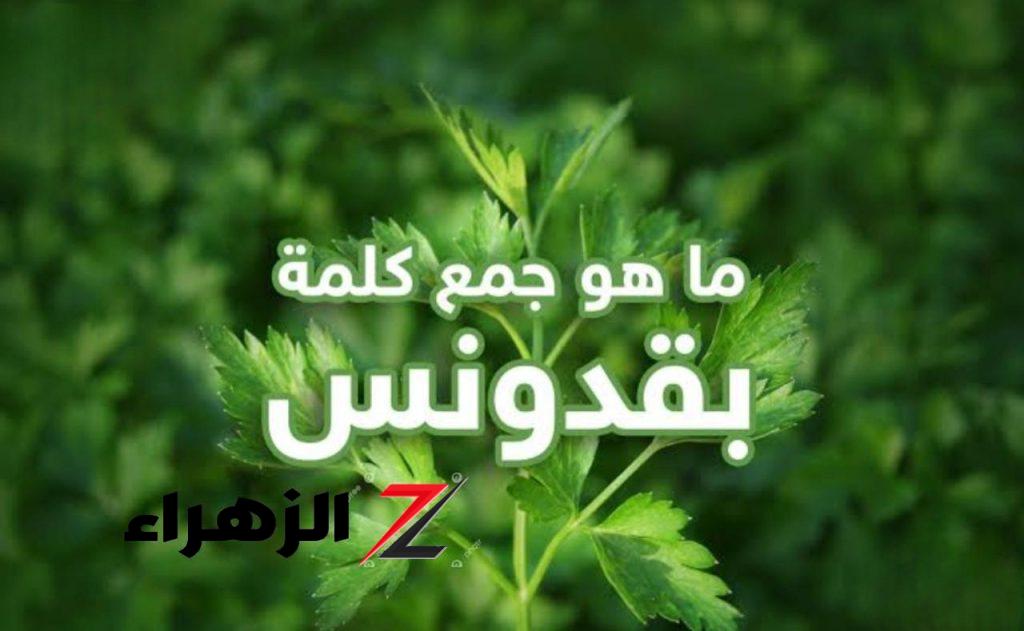 جمع كلمة بقدونس