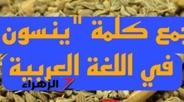 “لغز لمحبي اللغة العربية فقط” .. ماهو جمع كلمة ينسون التي يبحث عنها آلاف الطلاب والمدرسين .. إجابة لن تتوقعها أبدا !!!