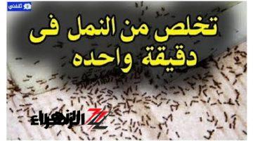 فكره عبقرية مش هتشوفيهم تاني في بيتك…حل مذهل للتخلص من النمل والصراصير بدون مبيدات والقضاء على حشرات المنزل نهائياً