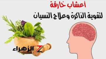 «حيرت ملايين الاطباء..» عشبة جباره تقضي على الزهايمر نهائيا لو كان عمرك فوق ال 60.. مش هتقدر تستغنى عنها..!!