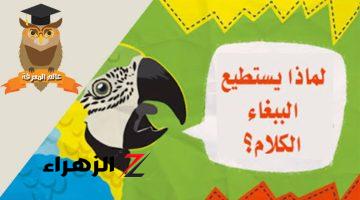 العلماء يكتشفون السبب!!! .. لماذا البغبغان بيقدر يتكلم مثل البشر؟.. معلومة تساوي ملايين الدولارات!!!!!