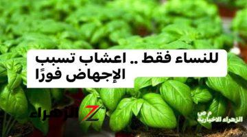 “دور عليها بإيدك الندم مش هيفيدك” .. للنساء فقط اعشاب موجودة في مطبخك تسبب الإجهاض فورًا احذري منها قبل فوات الأوان