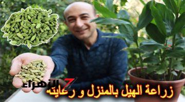 كيفية زراعة الهيل “الحبهان” في المنزل من البذور والحصول على إنتاج وفير بأقل تكلفة .. الطريقة!!!