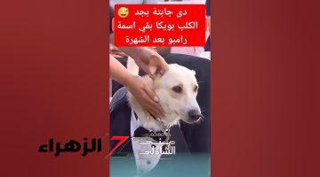 متخيل استضافت منى الشاذلي لكلب هرم الجيزة!!.. هيحضر ببدلة وبابيون وهيطلع على التلفزيون