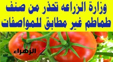 “عيلتك هتموت بسببك!”…. تحذير من شراء نوع معين من الطماطم….. وزارة الزراعة تنبه المواطنين لحماية صحة أطفالهم