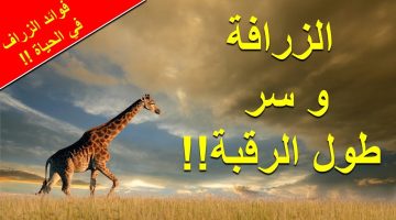 السؤال الذي حير الملايين.. لماذا تملك الزرافات رقابا طويلة؟.. دراسة أمريكية تكشف السر