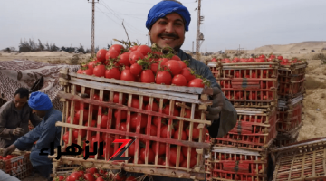 الكيلو نزل لـ 7 جنيهات.. مفاجأة في أسعار الطماطم اليوم بالأسواق | تفاصيل