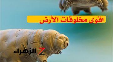 تخيل يعيش 10 سنين من غير ماء وهواء!!! أقوى كائن على وجه الأرض.. مين هو ؟؟