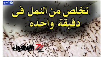 «وداعًا لظهور النمل والصراصير».. أفضل طريقة سحرية للتخلص من النمل والصراصير بدون مبيدات.. وصفة هتجيب من الآخر!!