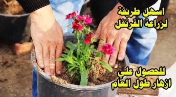 ازرعي البلكونه كلها ووفري فلوسك!!.. طريقة زراعة القرنفل في البيت بخطوات بسيطة أحلى الروائح العطرية في البيت