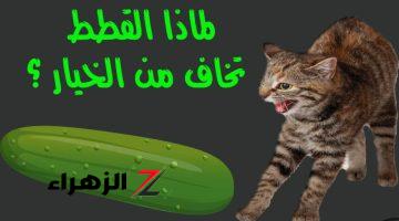 أتحداك إذا كنت تعرفها .. هل تعلم لماذا تخاف القطط من الخيار؟!.. هتتصدم لما تعرف السبب!!