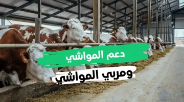 شروط استحقاق دعم مربي المواشي وخطوات التسجيل في البرنامج