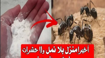 اتحداكي تشوفي حشرة تاني!!.. الحل السحري للتخلص من الحشرات والنمل بوصفات منزلية بسيطة.. جربي بنفسك واحكمي!!