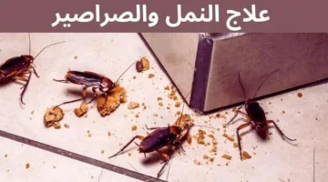 اطرديهم من بيتك حالا!!. وصفة سحرية للتخلص من النمل والحشرات داخل البيت!!.. جربيها وهتدعيلي!!