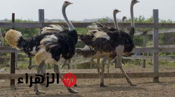 هتبقا مليونير؟!.. إليك دراسة جدوي لمشروع تربية النعام بالخطوات.. ابتدئ رحلتك مع أول مليون من الآن!!!