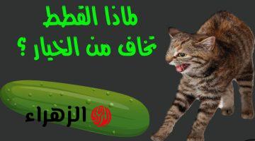 أتحداك إذا كنت تعرفها .. هل تعلم لماذا تخاف القطط من الخيار؟!.. هتتصدم لما تعرف السبب!!