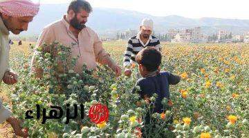 “فلوس ملهاش اخر”… خطه الفلاحون السوريون لزراعه افضل اعشاب علاجيه غاليه الثمن سعر الكيلو يصل إلى 100 دولار… اليكم التفاصيل!!