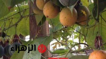 فلاح صاحبي عرفني بيها .. فاكهة استوائية «الجرانديلا» سعرها أغلي من الذهب زراعتها مش هتكلفك لا مجهود ولا وقت وموجودة في مصر .. هقولك تزرعها إزاي وانت تبقي مليونير؟؟