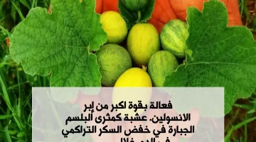 “ودعوا الانسولين وأيامه ومصاريفه!”.. عشبة كمثرى البلسم الجبارة في خفض السكر التراكمي في الدم خلال 30 دقيقة فقط!!..