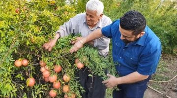 “فاكهة أهل الجنه” .. فاكهة معجزة تزرع في مصر والسعودية تمنع إرتفاع ضغط الدم وتنشط الذاكرة وتحميك من السرطان!