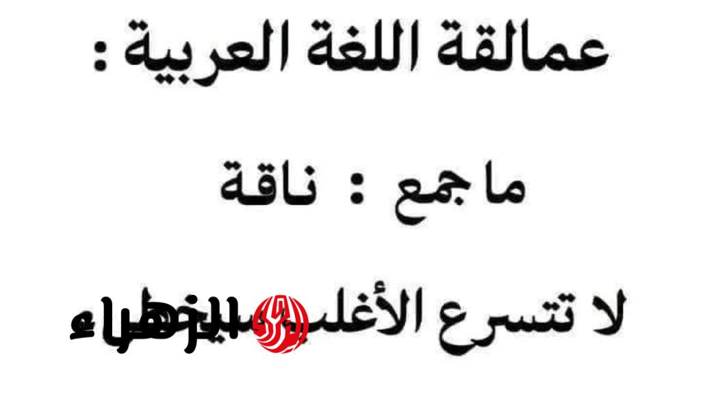 «عمالقة اللغة العربية».. سؤال حير 90% من طلاب الثانوية العامة ما هو جمع كلمة "ناقة" في اللغة العربية والمعجم ؟