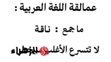«عمالقة اللغة العربية».. سؤال حير 90% من طلاب الثانوية العامة ما هو جمع كلمة “ناقة” في اللغة العربية والمعجم ؟