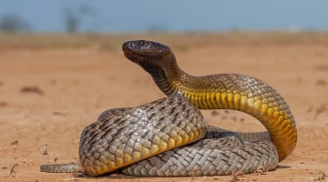 عضة واحدة كفيلة بقتل ما لا يقل عن ١٠٠ شخص.. هذا الثعبان يمكنه عض الحديد أخطر ثعبان في العالم.. العفريت بيخاف منه!!