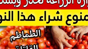 “لو هتموت من الجوع اوعي تشتريها”.. وزارة الزراعة المصرية تحذر من شراء هذا النوع من الطماطم المنتشر في السوق .. عيلة كاملة اتسممت بسببها!!