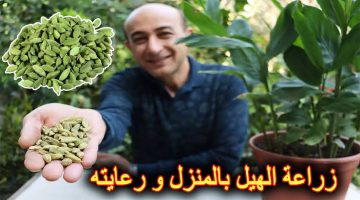 “مستحيل تشتريه من العطارة تاني”.. طريقة زراعة الحبهان في البلكونة بكميات كبيرة بدون تكاليف .. سر زراعة أغلي التوابل في العالم !!