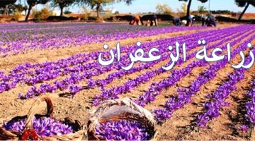 “أغلى التوابل في العالم “.. كيفية زراعة ” الزعفران ” في البيت بكميات كبيرة من البذور وحتى الحصاد .. هتعملي منه مليون حاجة !!