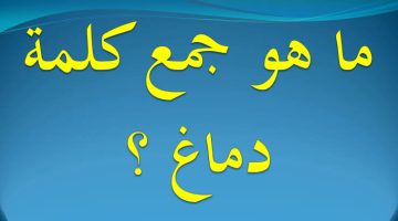 “سؤال صعب وهيجيلك في الامتحان”.. هل تعرف ما هو جمع كلمة ” دماغ ” في اللغة العربية ؟!.. مستحيل يخطر على بالك الجواب الصح ايه ؟!