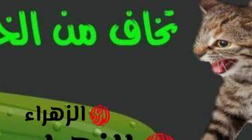 “معجزة ربانية صدمت الكثيرين” ..لن تصدق السبب وراء خوف القطط من الخيار  .. أتحداك انك كنت تعرفه من قبل !!!