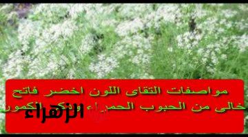 “ازرعيه فوق البيت أو في الجنينة!”.. أفضل الطرق لزراعة الكمون خطوة بخطوة في منزلك بكل سهولة .. فلاح عجوز قالي سر نجاح الزرعة !!