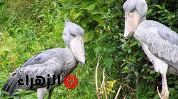 “رعب يجتاح العالم!!”.. تعرف على طائر أبو مركوب المثير للدهشة بطول الإنسان والذي يتغذى على التماسيح والثعابين بشكل لا يصدق!!